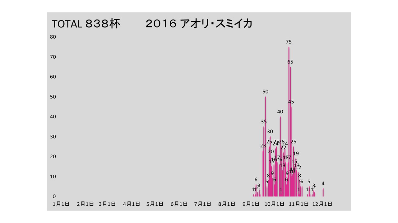 2016ika.jpg